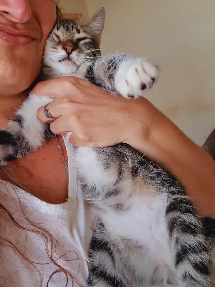 Gato ra a SRD-ViraLata idade 2 a 6 meses nome Michael 