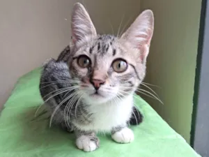 Gato raça SRD-ViraLata idade 2 a 6 meses nome Michael 