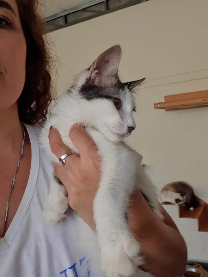 Gato ra a SRD-ViraLata idade 2 a 6 meses nome Mateo