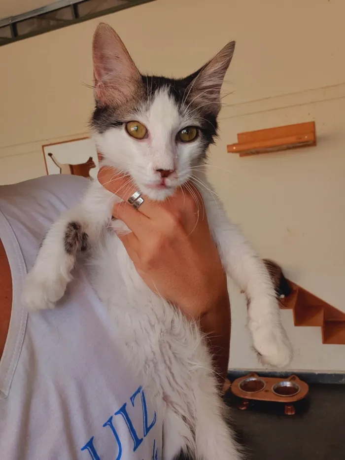 Gato ra a SRD-ViraLata idade 2 a 6 meses nome Mateo