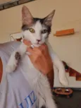 Mateo
