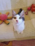 Mateo