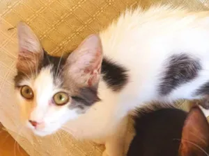 Gato raça SRD-ViraLata idade 2 a 6 meses nome Mateo