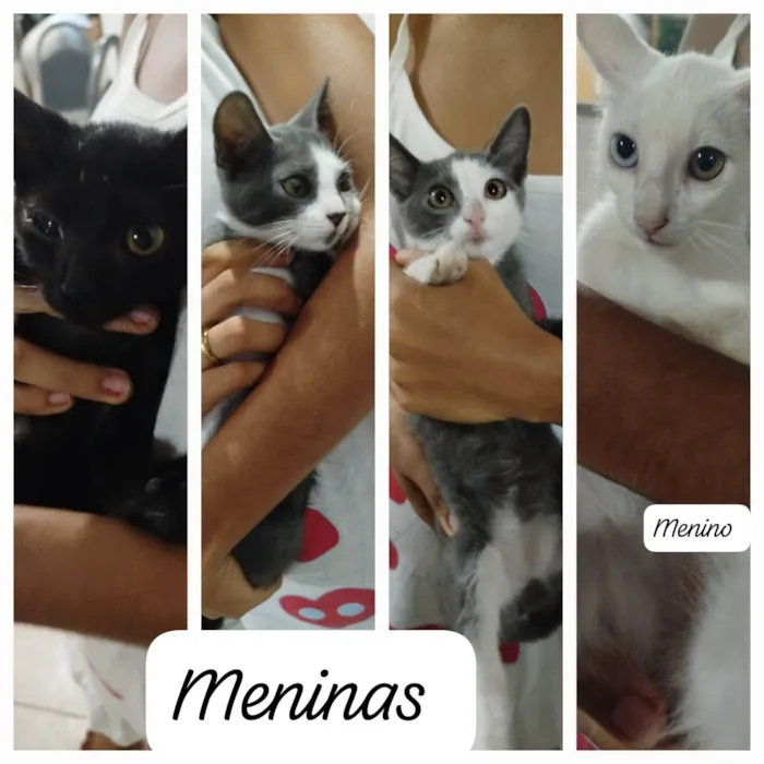 Gato ra a SRD-ViraLata idade Abaixo de 2 meses nome Gatinho e gatinhas 