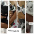 Gatinho e gatinhas