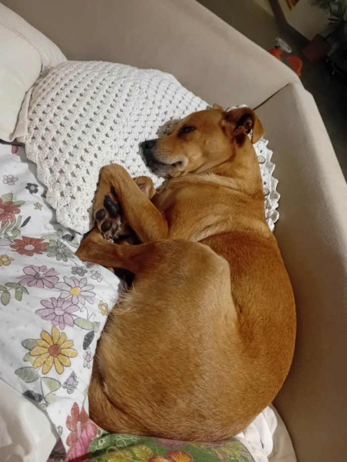 Cachorro ra a SRD-ViraLata idade 4 anos nome Paçoca 