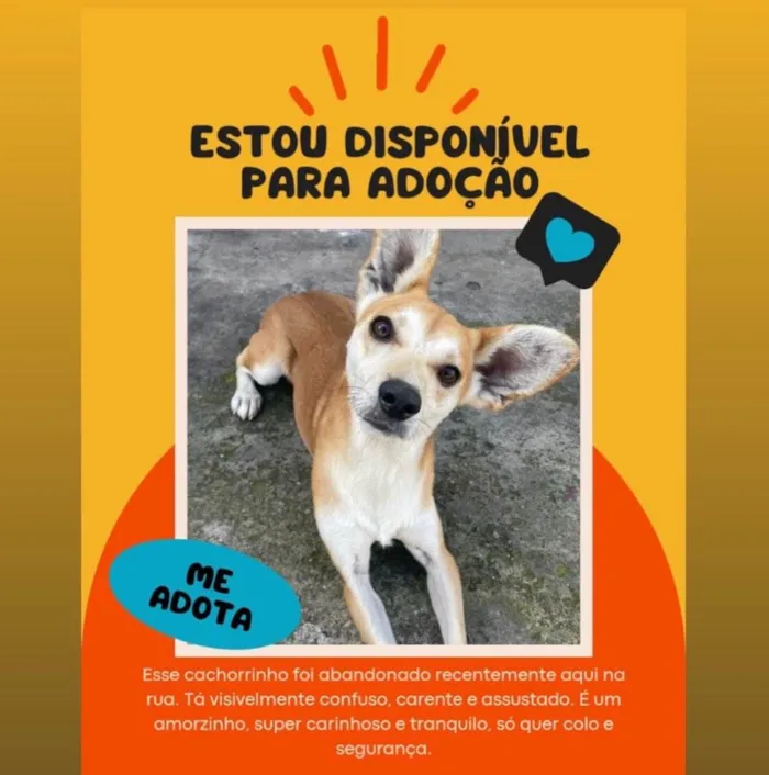 Cachorro ra a SRD-ViraLata idade 2 anos nome Orelhinha 
