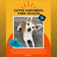 Orelhinha