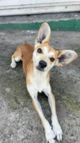 Orelhinha