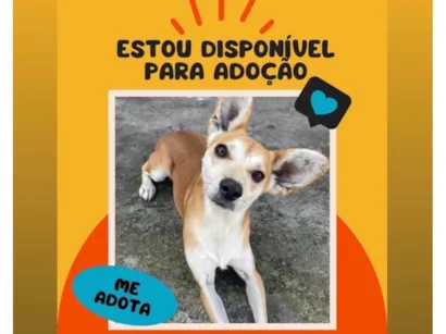 Cachorro raça SRD-ViraLata idade 2 anos nome Orelhinha 
