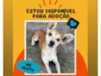 Orelhinha
