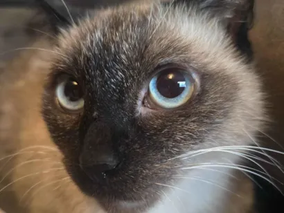 Gato raça SRD-ViraLata idade 7 a 11 meses nome Charles