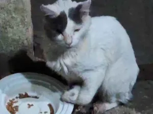 Gato raça SRD-ViraLata idade 1 ano nome Gato