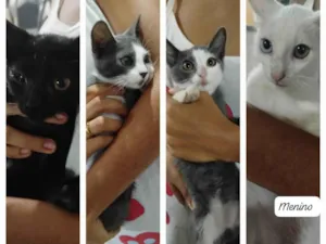 Gato raça SRD-ViraLata idade Abaixo de 2 meses nome Gatinho e gatinhas 