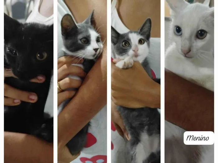 Gato ra a SRD-ViraLata idade Abaixo de 2 meses nome Gatinho e gatinhas 