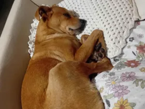 Cachorro raça SRD-ViraLata idade 4 anos nome Paçoca 