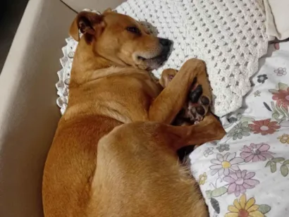 Cachorro raça SRD-ViraLata idade 4 anos nome Paçoca 