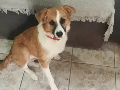 Cachorro raça SRD-ViraLata idade 2 anos nome Dog