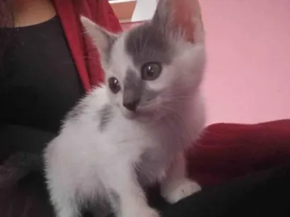 Gato raça SRD-ViraLata idade Abaixo de 2 meses nome Branquelo