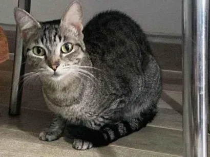 Gato raça SRD-ViraLata idade 4 anos nome Babi 