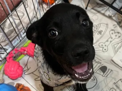 Cachorro raça SRD-ViraLata idade 2 a 6 meses nome João 