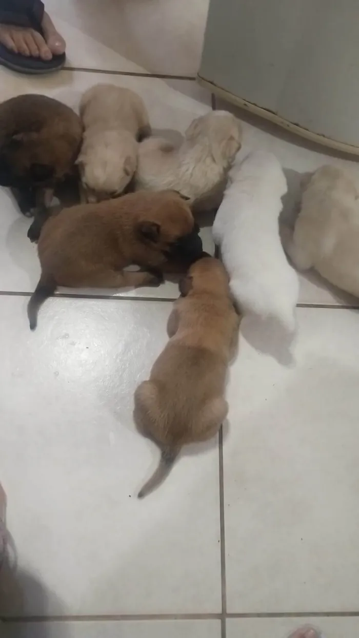 Cachorro ra a SRD-ViraLata idade Abaixo de 2 meses nome Paulo