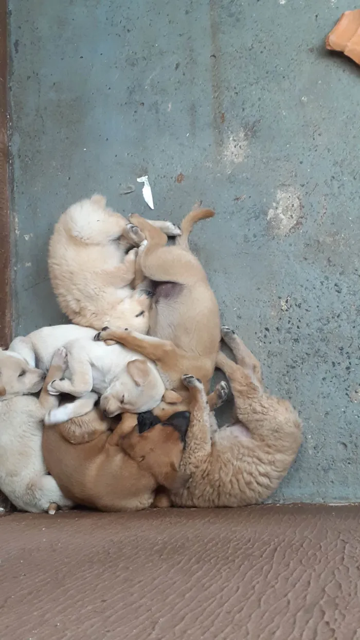 Cachorro ra a SRD-ViraLata idade Abaixo de 2 meses nome Paulo