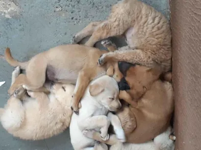 Cachorro raça SRD-ViraLata idade Abaixo de 2 meses nome Paulo