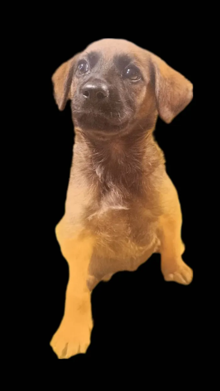 Cachorro ra a SRD-ViraLata idade 2 a 6 meses nome Amora