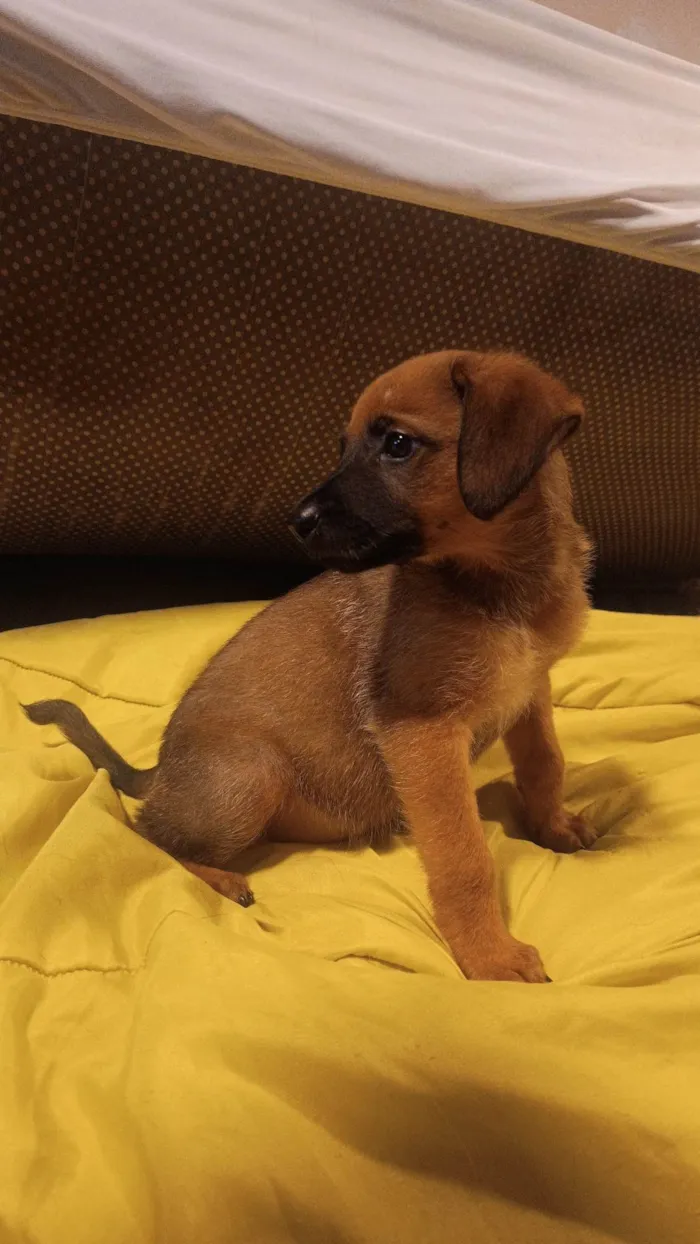 Cachorro ra a SRD-ViraLata idade 2 a 6 meses nome Amora