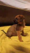 Amora
