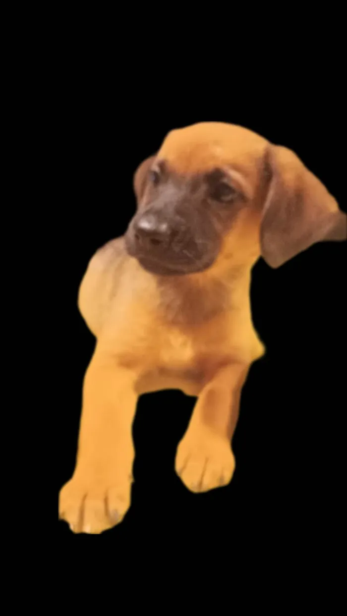 Cachorro ra a SRD-ViraLata idade 2 a 6 meses nome Framboesa