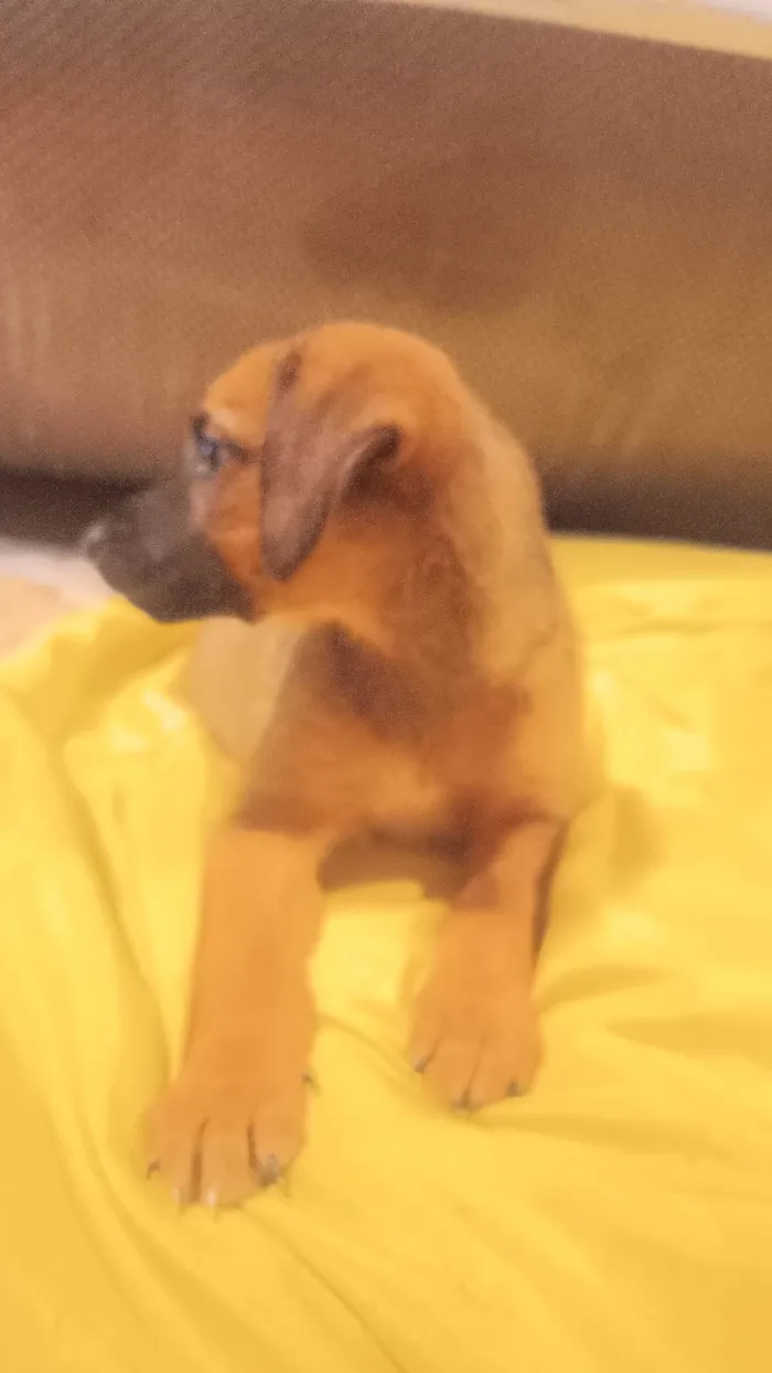 Cachorro ra a SRD-ViraLata idade 2 a 6 meses nome Framboesa