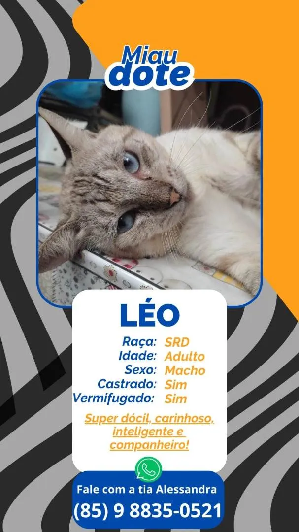 Gato ra a SRD-ViraLata idade 6 ou mais anos nome Leo