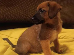 Cachorro raça SRD-ViraLata idade 2 a 6 meses nome Amora