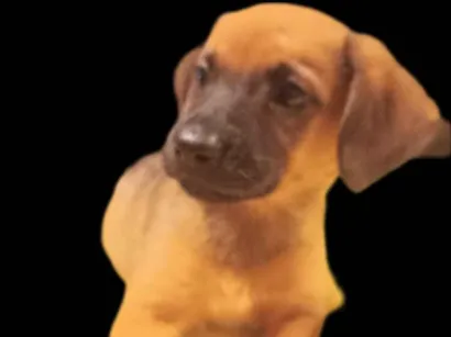 Cachorro raça SRD-ViraLata idade 2 a 6 meses nome Framboesa