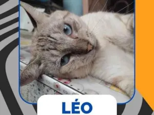 Gato raça SRD-ViraLata idade 6 ou mais anos nome Leo