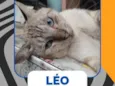 Leo