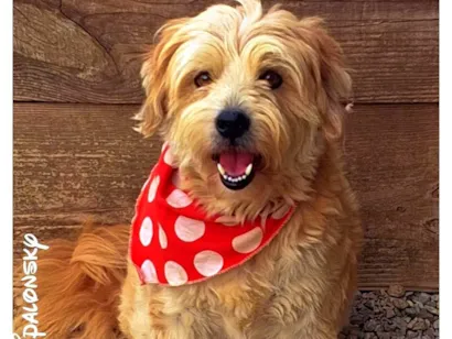 Cachorro raça SRD-ViraLata idade 3 anos nome TEDY