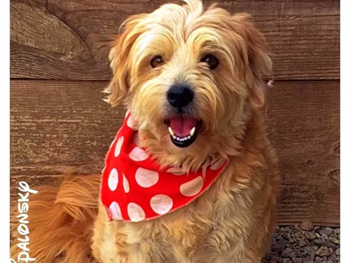 Cachorro ra a SRD-ViraLata idade 3 anos nome TEDY