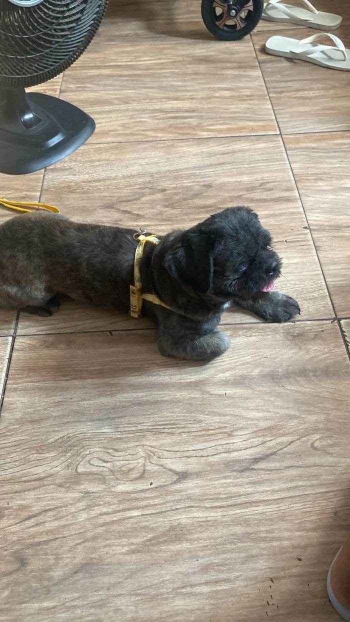 Cachorro ra a Shitzu idade 4 anos nome Não sabemos o nome 