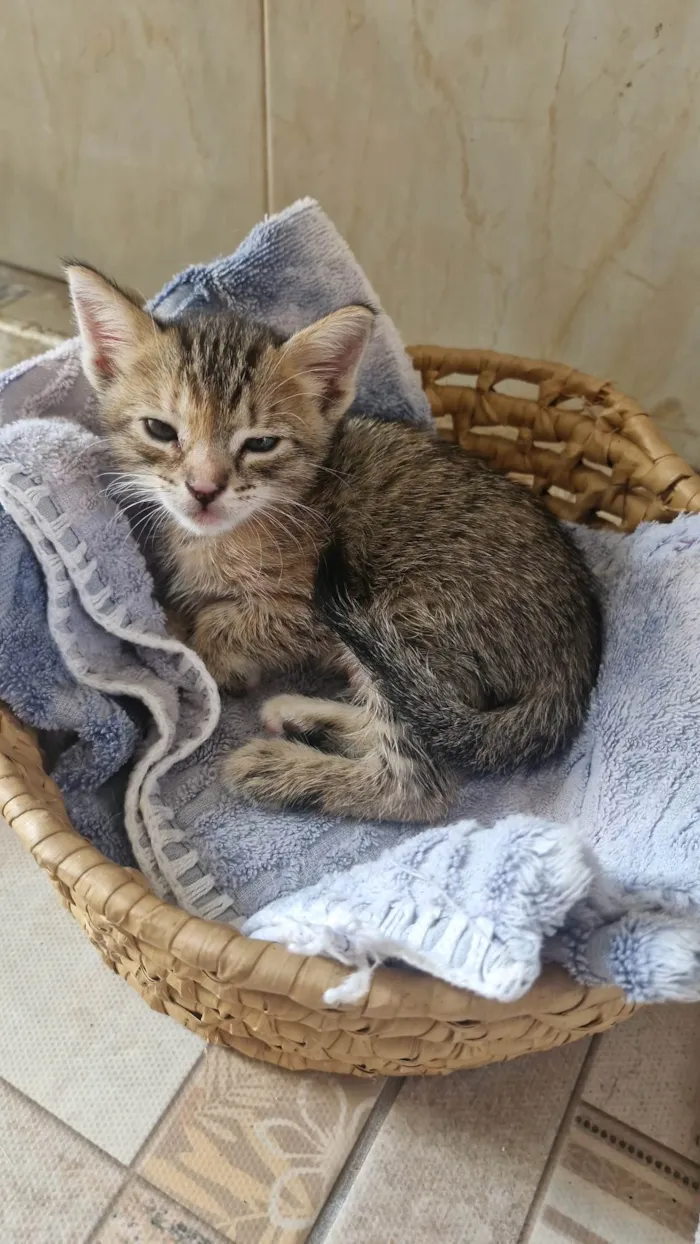 Gato ra a SRD-ViraLata idade Abaixo de 2 meses nome Florzinha