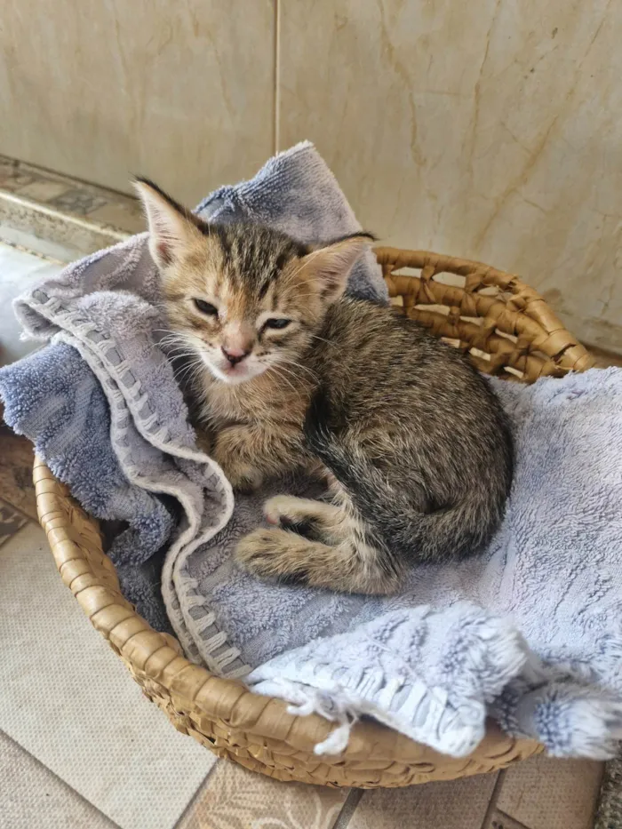 Gato ra a SRD-ViraLata idade Abaixo de 2 meses nome Florzinha