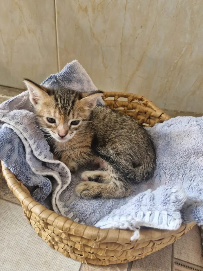Gato ra a SRD-ViraLata idade Abaixo de 2 meses nome Florzinha