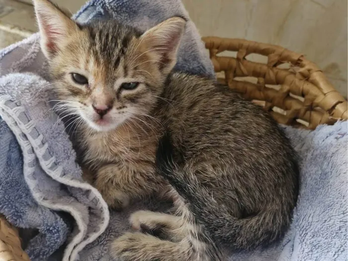 Gato ra a SRD-ViraLata idade Abaixo de 2 meses nome Florzinha