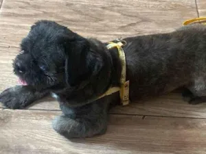 Cachorro raça Shitzu idade 4 anos nome Não sabemos o nome 