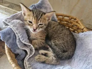 Gato raça SRD-ViraLata idade Abaixo de 2 meses nome Florzinha