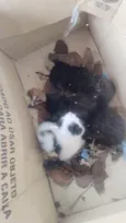 Gatos