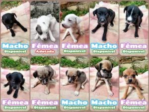 Cachorro raça SRD-ViraLata idade 2 a 6 meses nome Sem nomes ainda