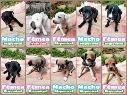 Cachorro raça SRD-ViraLata idade 2 a 6 meses nome Sem nomes ainda